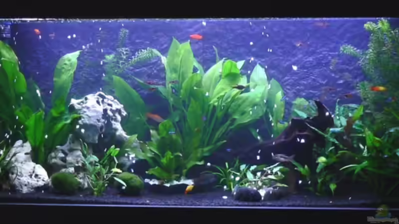 Aquarium Becken 12725 von Franco Patti (2)