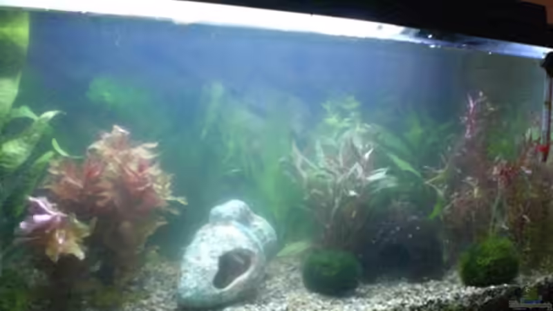 Aquarium Becken 12734 von Königscobra (2)