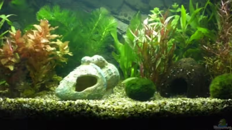 Aquarium Becken 12734 von Königscobra (3)