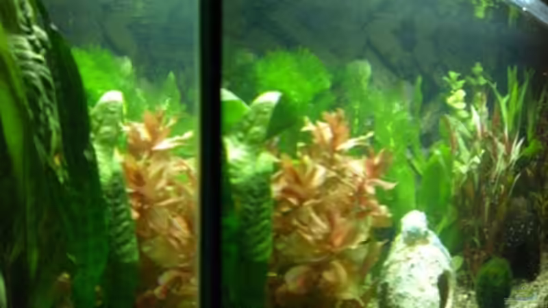 Aquarium Becken 12734 von Königscobra (4)