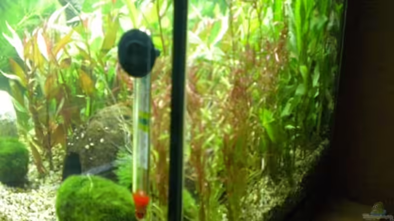 Aquarium Becken 12734 von Königscobra (5)