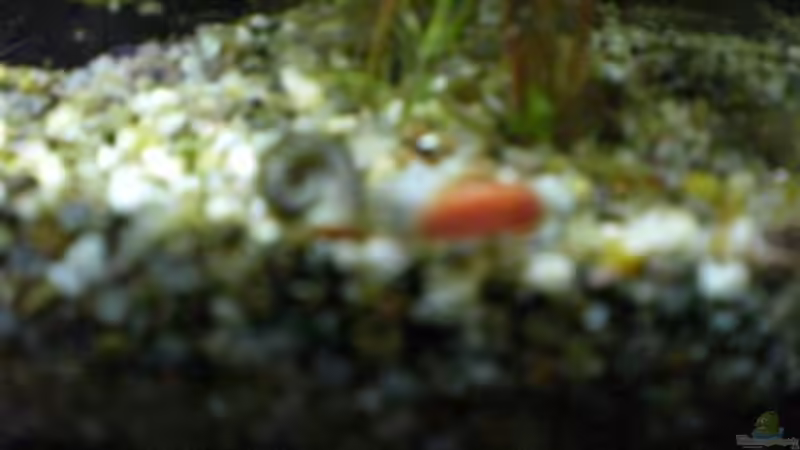 Aquarium Becken 12734 von Königscobra (6)