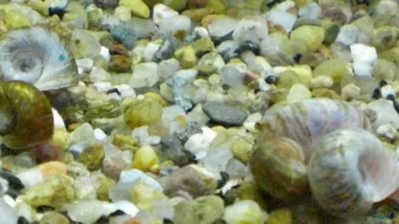 Aquarium Becken 12734 von Königscobra (7)