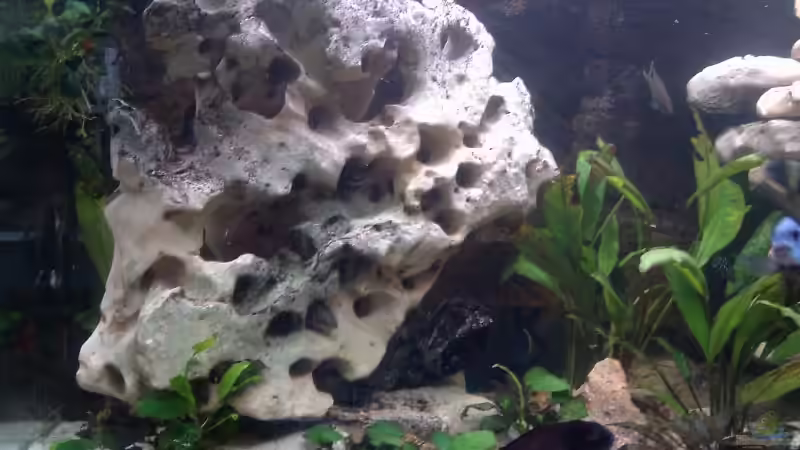 Aquarium Becken 1275 von Aqua92 (2)