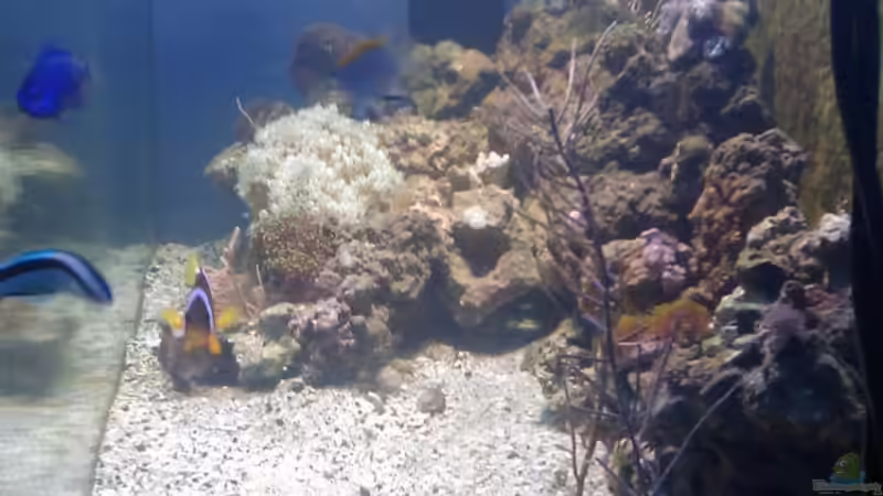 Aquarium Becken 12777 von Staff19 (3)