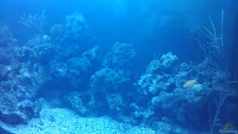 Aquarium Becken 12777 von Staff19 (6)