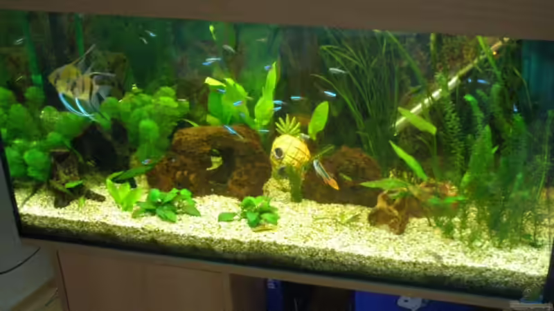 Aquarium Becken 12786 von DouDou (2)