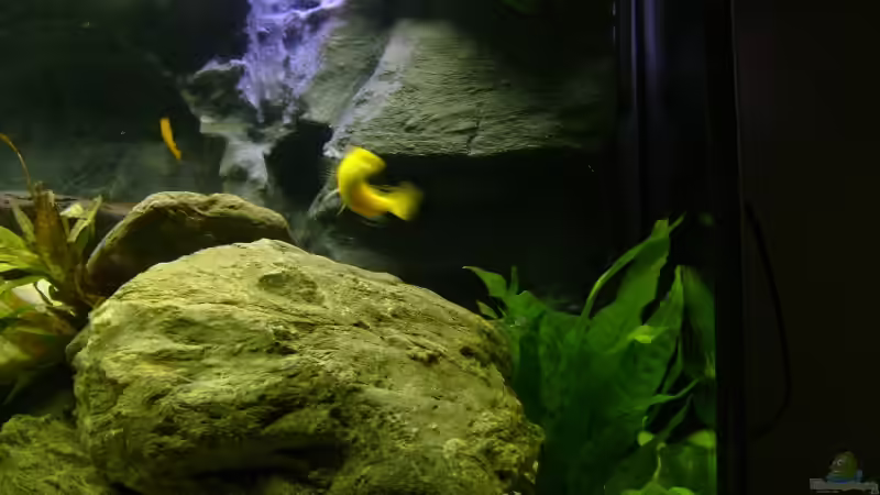 Aquarium Becken 12798 von Ingo Pöck (11)