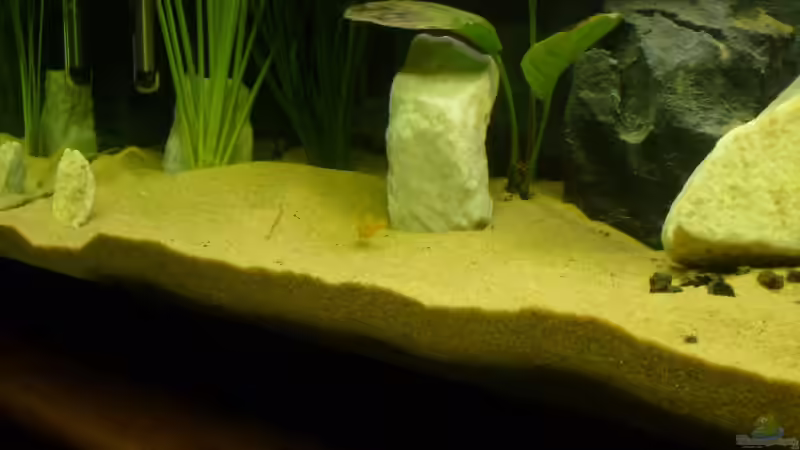 Aquarium Becken 12798 von Ingo Pöck (13)