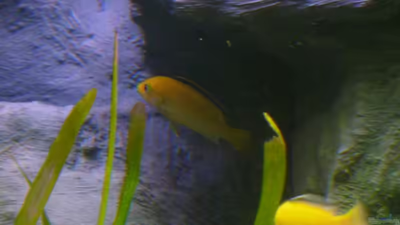 Aquarium Becken 12798 von Ingo Pöck (14)