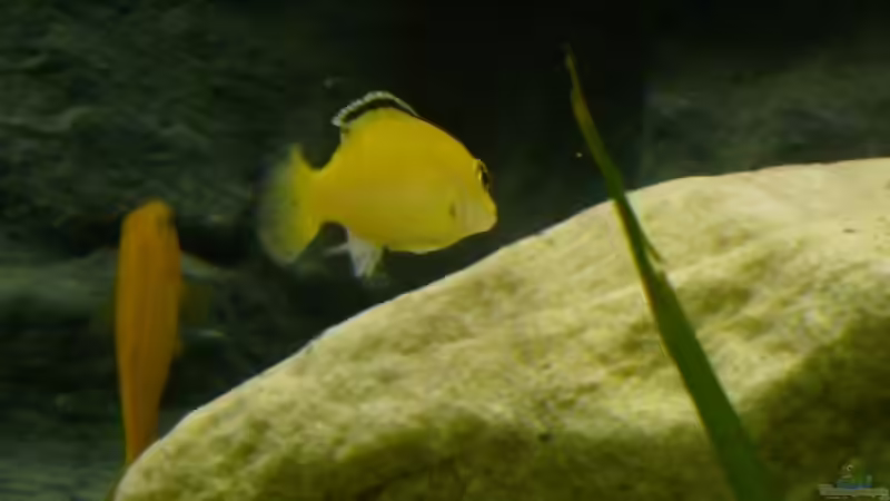 Aquarium Becken 12798 von Ingo Pöck (15)