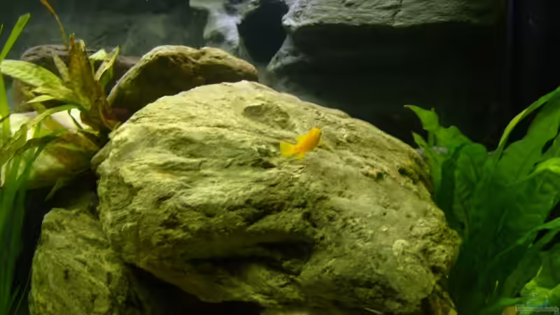 Aquarium Becken 12798 von Ingo Pöck (18)