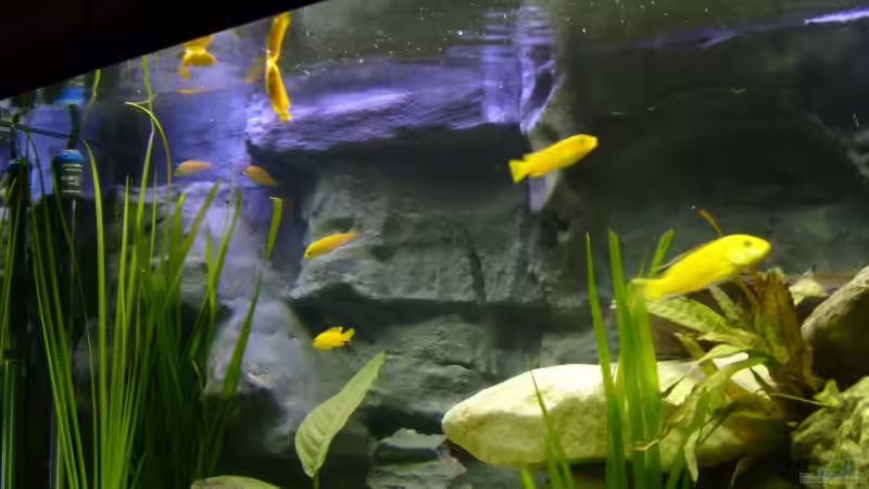 Aquarium Becken 12798 von Ingo Pöck (19)