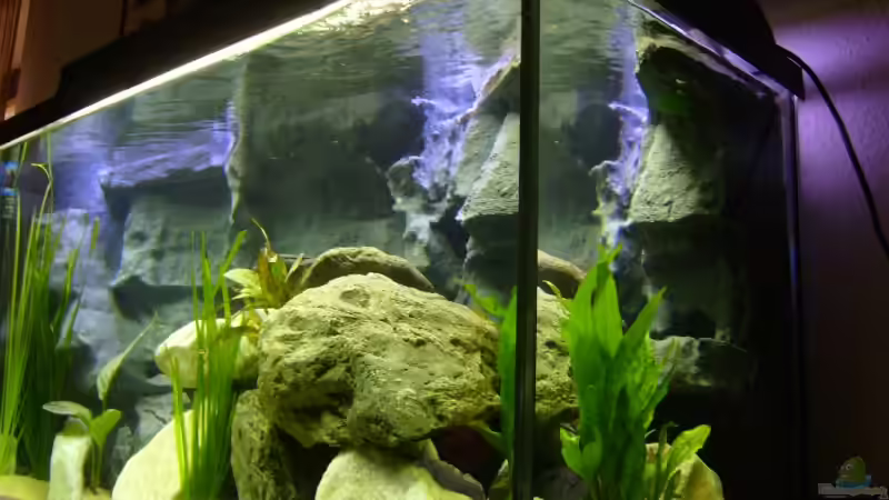 Aquarium Becken 12798 von Ingo Pöck (2)