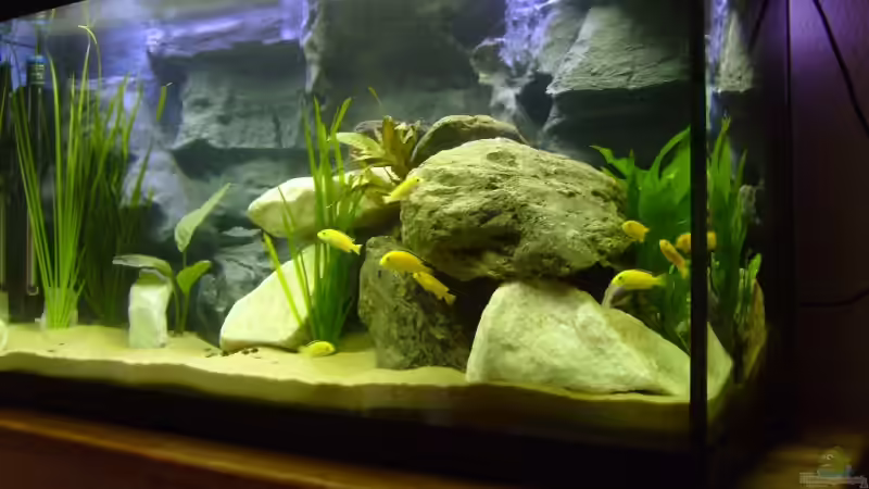 Aquarium Becken 12798 von Ingo Pöck (20)