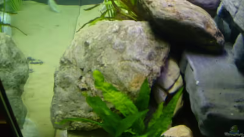 Aquarium Becken 12798 von Ingo Pöck (3)