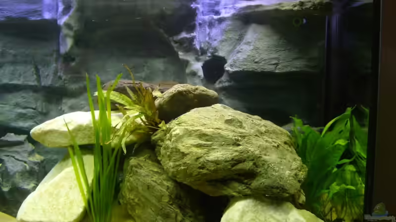 Aquarium Becken 12798 von Ingo Pöck (4)