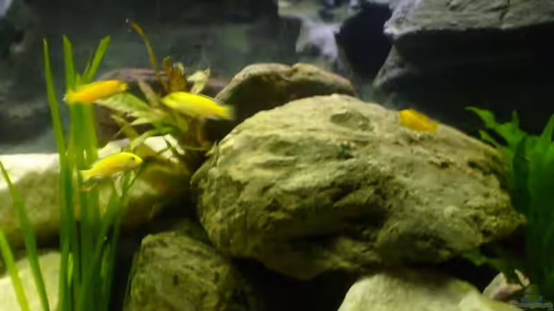 Aquarium Becken 12798 von Ingo Pöck (5)