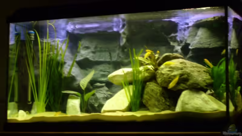 Aquarium Becken 12798 von Ingo Pöck (7)