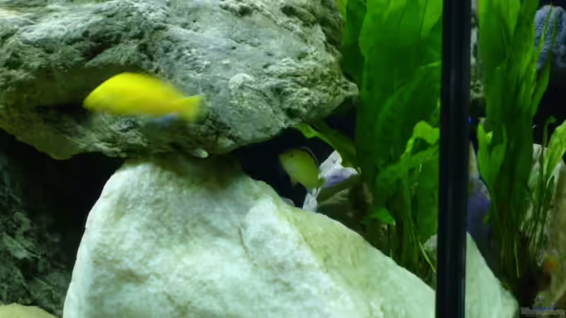 Aquarium Becken 12798 von Ingo Pöck (8)