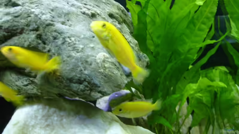 Aquarium Becken 12798 von Ingo Pöck (9)