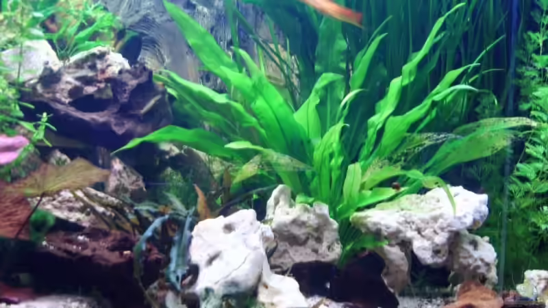 Aquarium Becken 12802 von welle30 (3)