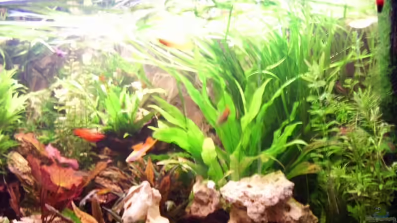 Aquarium Becken 12802 von welle30 (4)