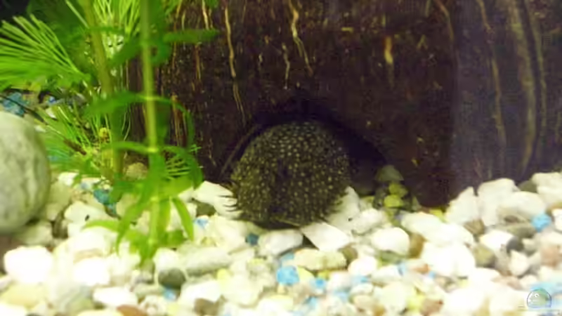 Aquarium Becken 12813 von Labeo bicolor (2)