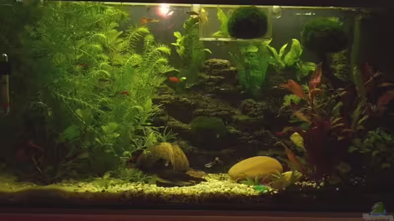 Aquarium Becken 12813 von Labeo bicolor (3)