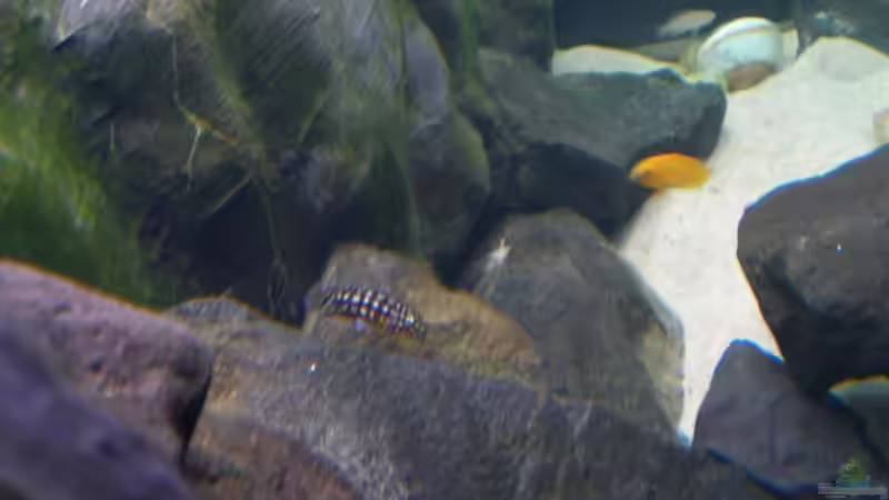 Aquarium Becken 12835 von Marcel Szesny (3)