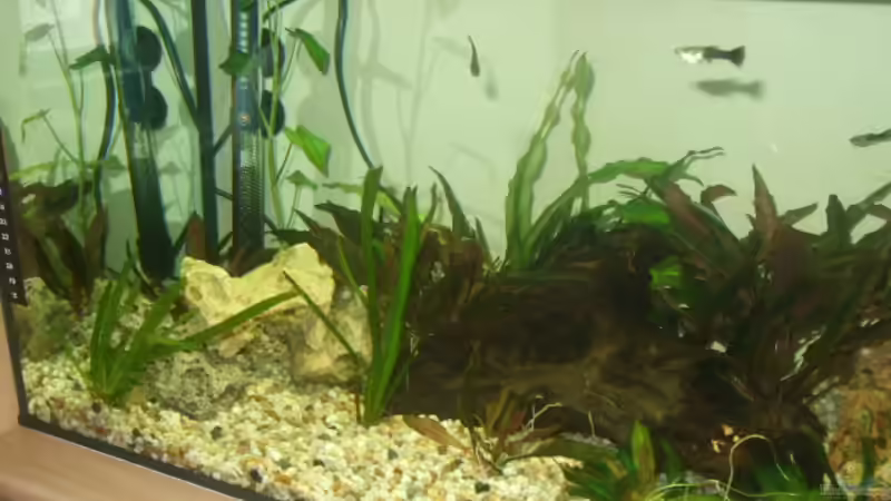 Aquarium Becken 12854 von Wolfgang Eberhard (2)