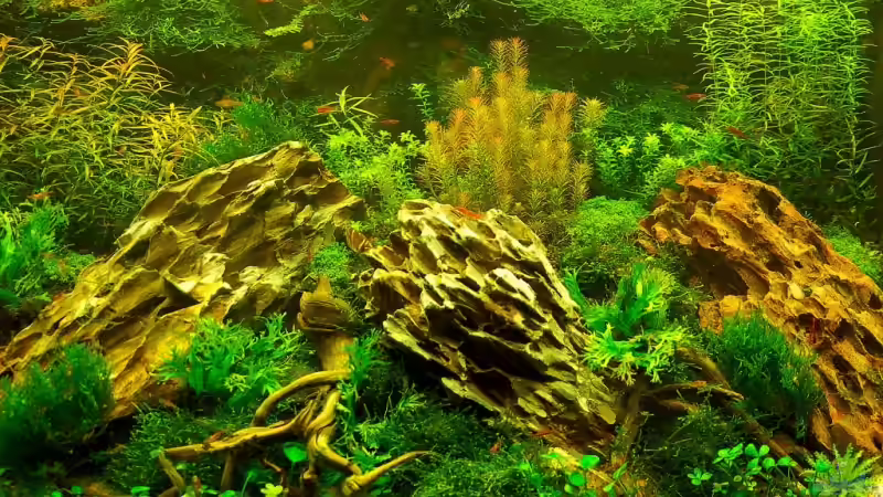 Aquarium Becken 12867 von Jo The Fish (2)