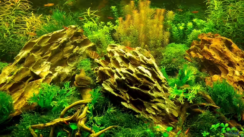 Aquarium Becken 12867 von Jo The Fish (3)