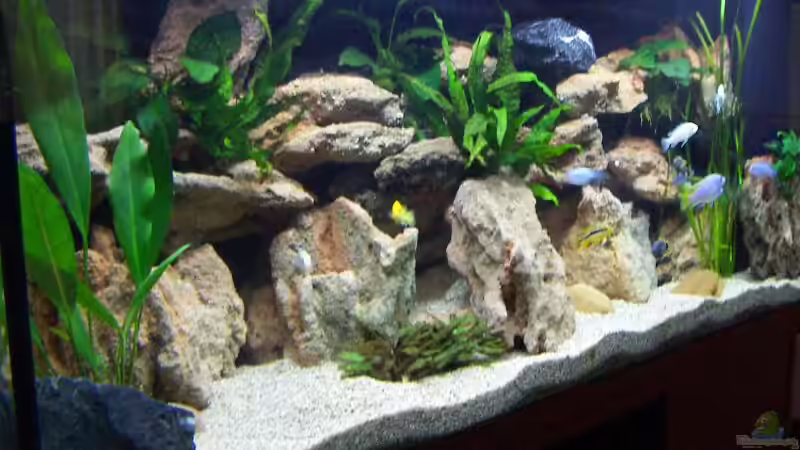 Aquarium Becken 1287 von Roman Bischof (2)