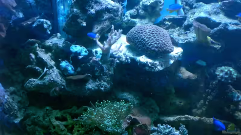 Aquarium Becken 12881 von Lessi (8)