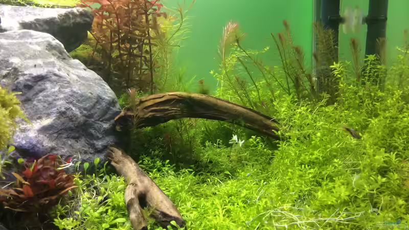 Aquarium Becken 12887 von Dariua Waletzko (2)