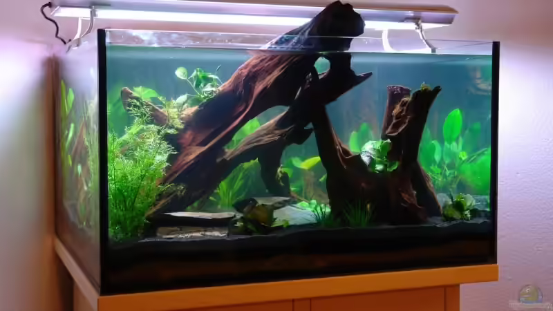 Aquarium Becken 12899 von Paul Kerschbaumer (2)