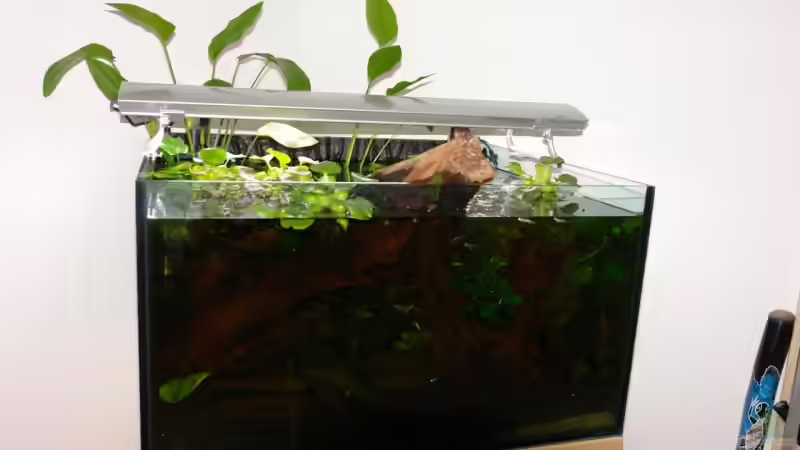 Aquarium Becken 12899 von Paul Kerschbaumer (3)