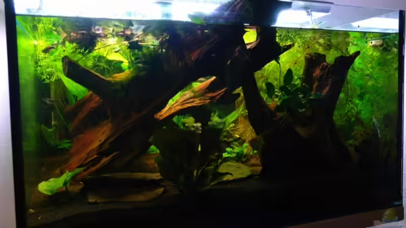 Aquarium Becken 12899 von Paul Kerschbaumer (4)