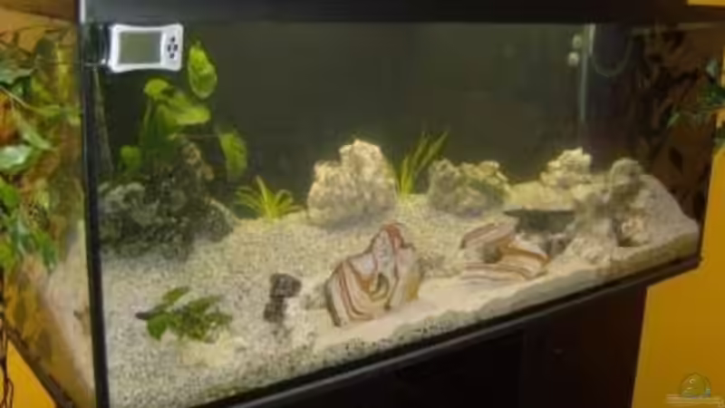 Aquarium Becken 12912 von Rochen (2)