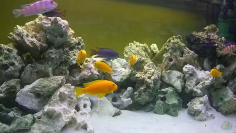 Aquarium Becken 12945 von Kresimir Knezevic (2)