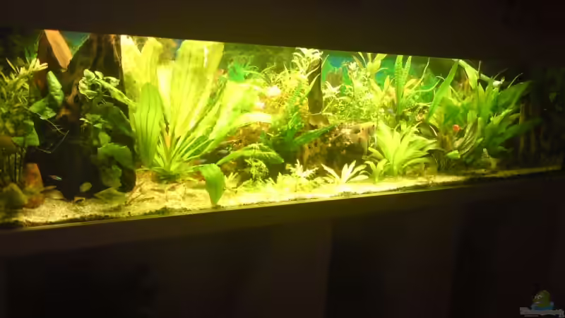 Aquarium Becken 12955 von onkelstefan2005 (3)