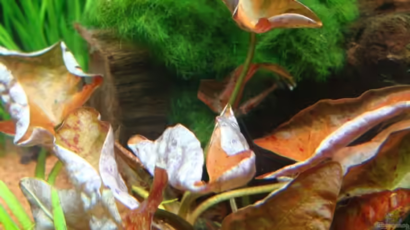 Aquarium Becken 12967 von Borito (2)