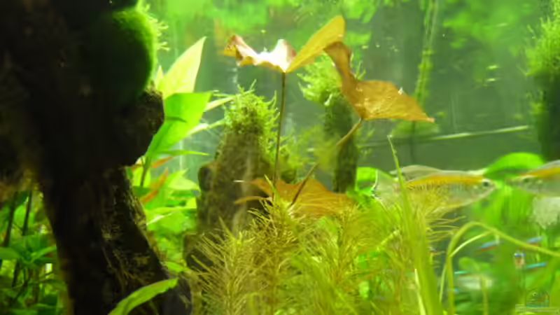 Aquarium Becken 12968 von Pogobeer (2)