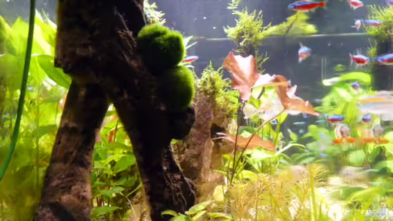 Aquarium Becken 12968 von Pogobeer (3)