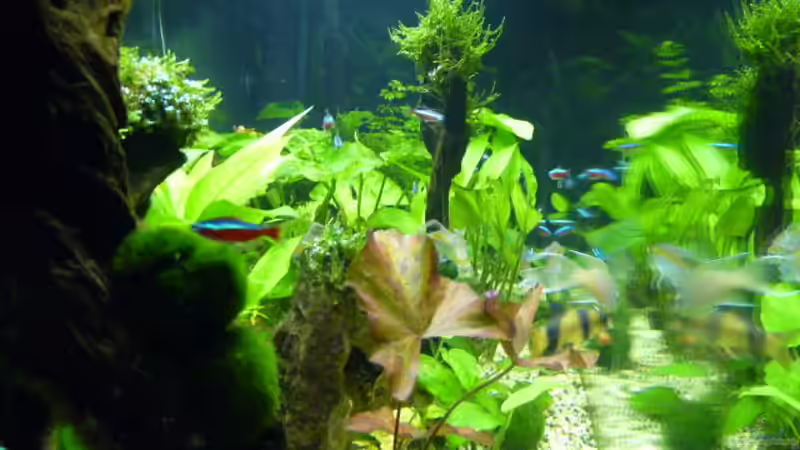 Aquarium Becken 12968 von Pogobeer (4)