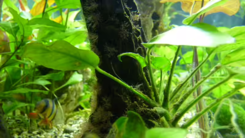 Aquarium Becken 12968 von Pogobeer (7)