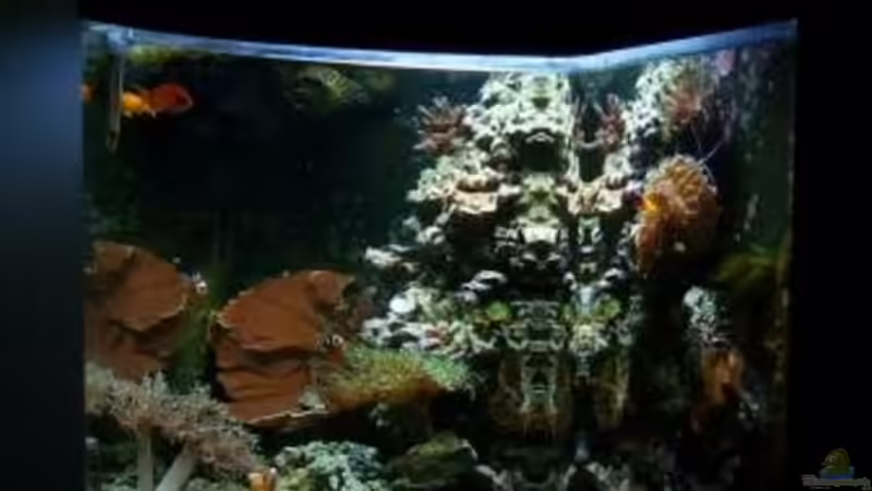 Aquarium Becken 12980 von andi1 (11)