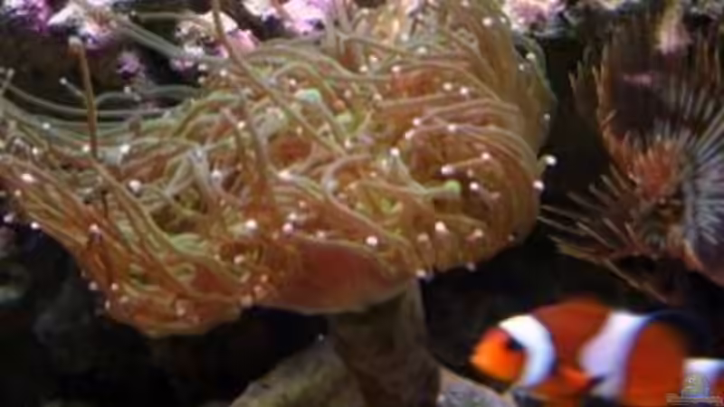 Aquarium Becken 12980 von andi1 (12)