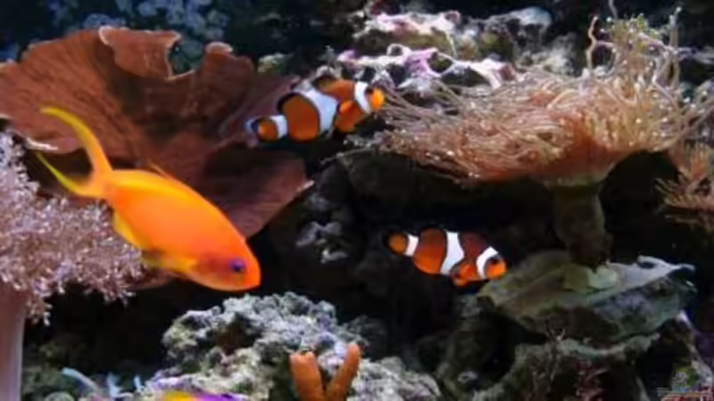 Aquarium Becken 12980 von andi1 (13)